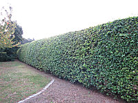 Fagus%20sylvatica%20-%20Hecke%20dicht%203m%20hoch.JPG