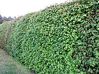 Fagus%20sylvatica%20-%20Hecke%20im%20Austrieb.JPG