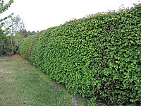 Fagus%20sylvatica%20-%20Hecke%20im%20Austrieb1.JPG