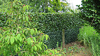 Fagus%20sylvatica%20-%20Hecke%20im%20Sommer%20nach%20Schnitt%2002.JPG