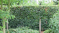 Fagus%20sylvatica%20-%20Hecke%20im%20Sommer%20nach%20Schnitt%2003.JPG