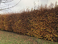 Fagus%20sylvatica%20-%20Herbst.HEIC