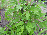 Fagus%20sylvatica%20Asplenifolia.JPG