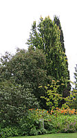 Fagus%20sylvatica%20Dawyck%20Gold%20-%2010m.JPG