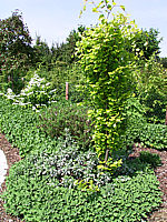 Fagus%20sylvatica%20Dawyck%20Gold%20-%202,5m.jpg