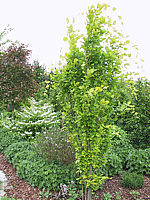 Fagus%20sylvatica%20Dawyck%20Gold%20-%203,5m.jpg