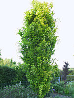 Fagus%20sylvatica%20Dawyck%20Gold%20-%205m.JPG
