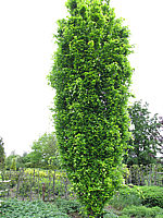 Fagus%20sylvatica%20Dawyck%20Gold%20-%207m%20nah.JPG
