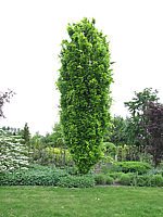 Fagus%20sylvatica%20Dawyck%20Gold%20-%207m%20weit.JPG