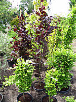 Fagus%20sylvatica%20Dawyck%20Purple%20-%202m.jpg