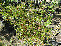 Fagus%20sylvatica%20Mercedes%20-%20Austrieb%2002.JPG