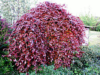 Fagus%20sylvatica%20Purpurea%20Pendula%20-%20H-Veredlung%20Sol.JPG
