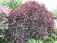 Fagus%20sylvatica%20Purpurea%20Pendula%20-%20Hochstamm-Veredlung%20Solitaer.JPG