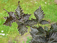 Fagus%20sylvatica%20Rohan%20Obelisk.jpg