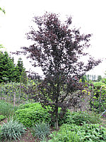 Fagus%20sylvatica%20Rohanii%204m.JPG