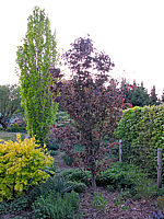 Fagus%20sylvatica%20Rohanii%20Sol%202011-1.JPG