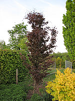 Fagus%20sylvatica%20Rohanii%20Sol%202011.JPG