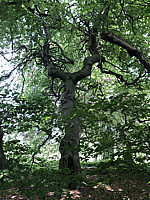 Fagus%20sylvatica%20Tortuosa%20(Suentelensis)%20-%20%20Berggarten%2000%20Hauptstamm.JPG