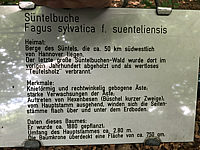 Fagus%20sylvatica%20Tortuosa%20(Suentelensis)%20-%20Berggarten%2000.JPG
