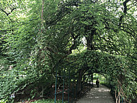 Fagus%20sylvatica%20Tortuosa%20(Suentelensis)%20-%20Berggarten%2002.JPG