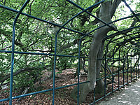Fagus%20sylvatica%20Tortuosa%20(Suentelensis)%20-%20Berggarten%2003.JPG