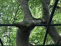 Fagus%20sylvatica%20Tortuosa%20(Suentelensis)%20-%20Berggarten%2006.JPG