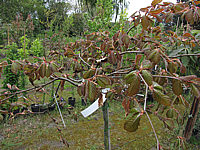 Fagus%20sylvatica%20Tortuosa%20Purpurea%20-%20Staemmchen%20im%20Austrieb.JPG