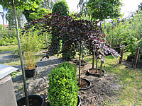 Fagus%20sylvatica%20Tortuosa%20Purpurea%20001.JPG
