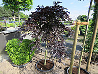 Fagus%20sylvatica%20Tortuosa%20Purpurea%20002.JPG