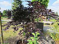 Fagus%20sylvatica%20Tortuosa%20Purpurea%20003.JPG