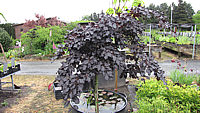 Fagus%20sylvatica%20Tortuosa%20Purpurea.JPG