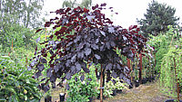 Fagus%20sylvatica%20Tortuosa%20Purpurea2.JPG