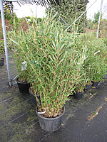 Fargesia%20im%20Container%201,25m.JPG