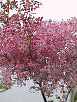Filipendula%20rubra%20Venusta.jpg