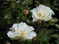 Floribundarose%20Diamant.JPG