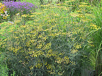 Foeniculum%20vulgare%20Rubrum%20-%20Bronzefenchel%20.JPG