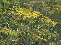 Foeniculum%20vulgare%20Rubrum%20-%20Bronzefenchel%201%20Bluete.JPG