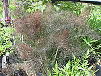 Foeniculum%20vulgare%20Rubrum%20-%20Bronzefenchel%20Austrieb1.JPG