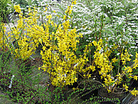 Forsythia%20intermedia%20Goldrausch%2008.JPG