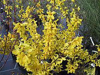 Forsythia%20intermedia%20Goldrausch%2009.JPG
