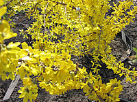 Forsythia%20intermedia%20Goldrausch%20und%20Weekend%20nebeneinander.JPG