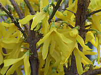 Forsythia%20intermedia%20Spectabilis.JPG