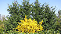 Forsythia%20intermedia%20Weekend%20-%202,5x3,5m.JPG
