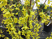 Forsythia%20intermedia%20Weekend%20-%20Blueten1.JPG