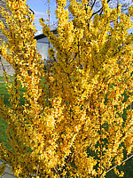 Forsythia%20intermedia%20Weekend%2001.JPG