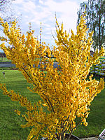 Forsythia%20intermedia%20Weekend%2002.JPG