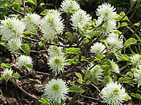 Fothergilla%20gardenii%20-%20Blueten.jpg