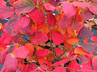Fothergilla%20gardenii%20-%20Herbst1.JPG
