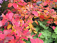 Fothergilla%20gardenii%20-%20Herbst2.JPG