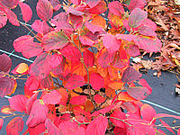 Fothergilla%20gardenii%20-%20Herbst4.JPG
